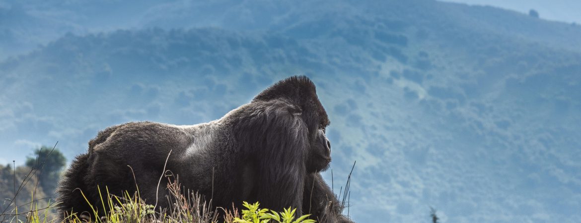 Mountain Gorillas in Volcanoes National Park