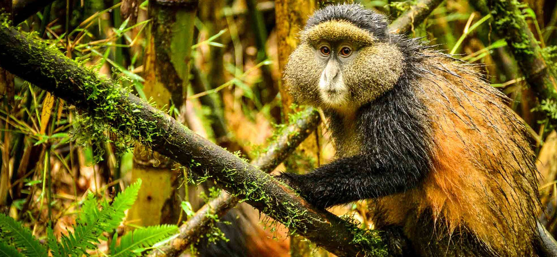 Golden Monkeys in Volcanoes National Park