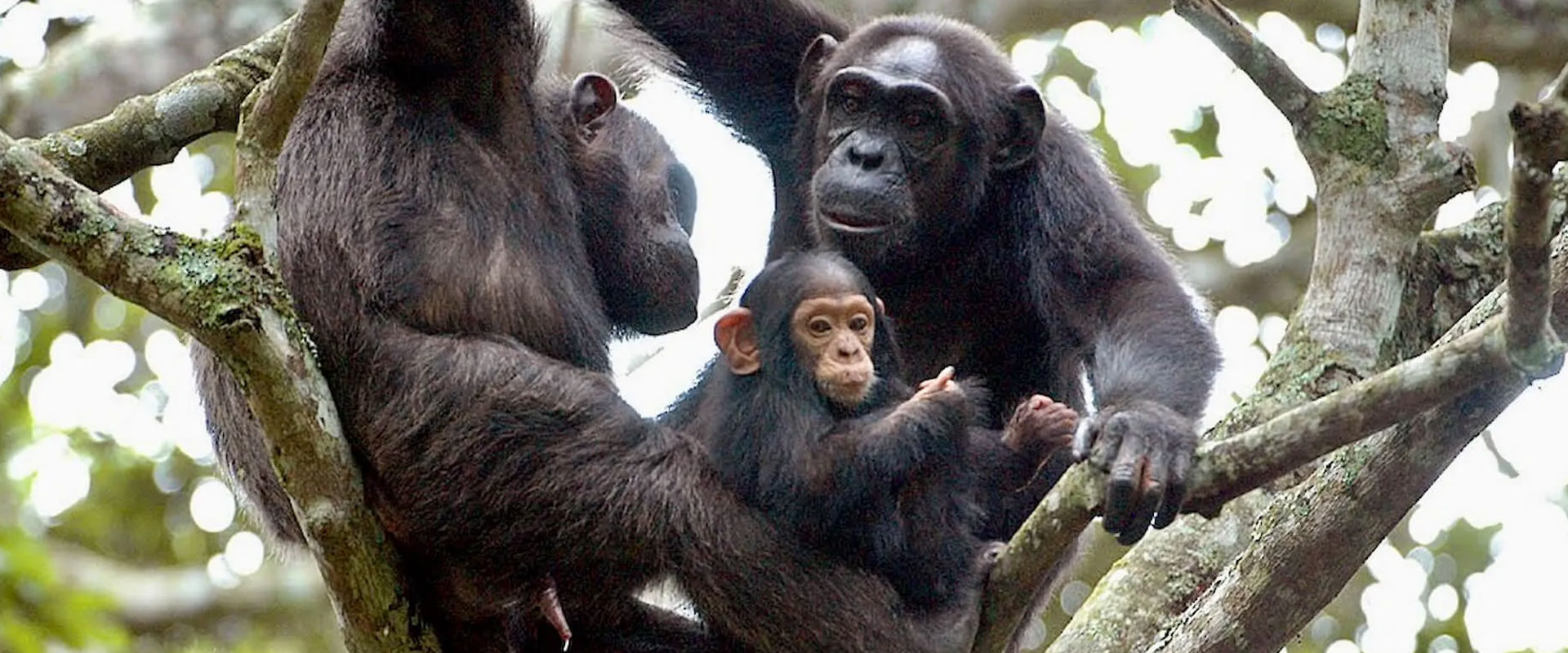 Chimpanzee Trekking